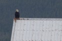 A bald eagle perches on a roof